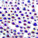 Estella Flat Back Crystals Non Hotfix Mix Size Mix Crystal AB - Bluestreak Crystals