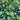 Serinity Flat Back Crystals Non Hotfix Green Collection - Bluestreak Crystals