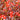 Serinity Flat Back Crystals Non Hotfix Orange Collection - Bluestreak Crystals